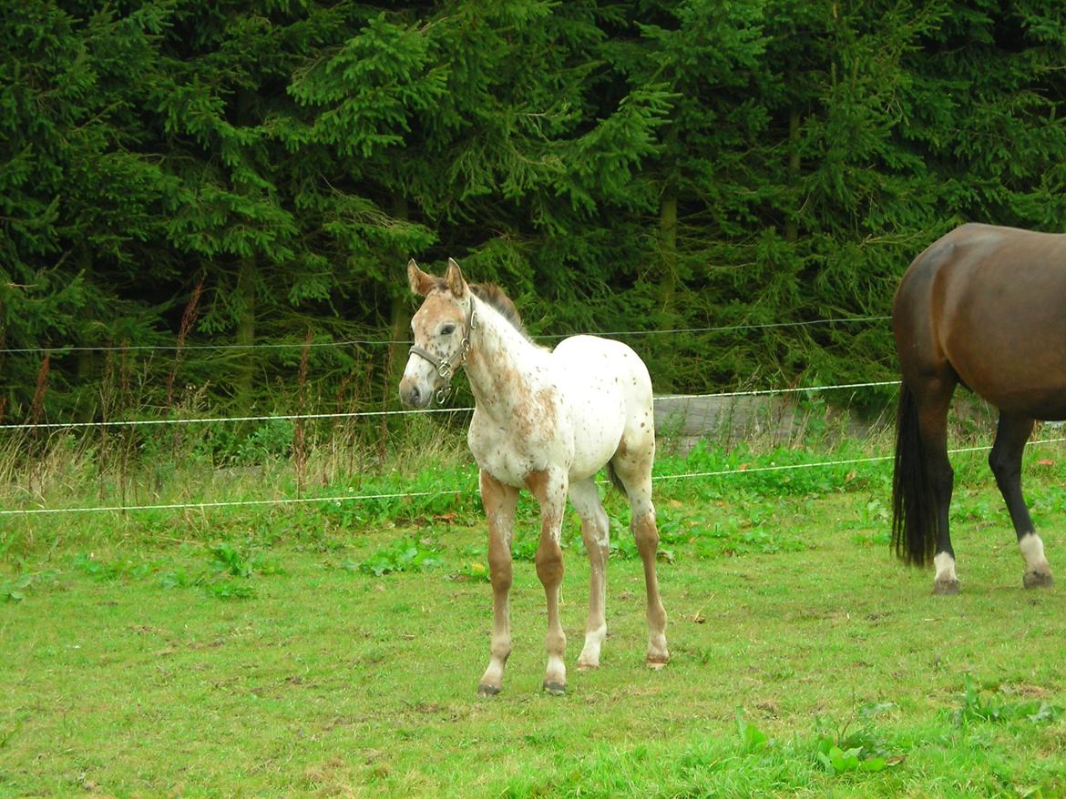 Knabstrupper Alfred af Nyskoven - Alfred ca. 1 md. gammel hjemme i Nyskoven billede 15