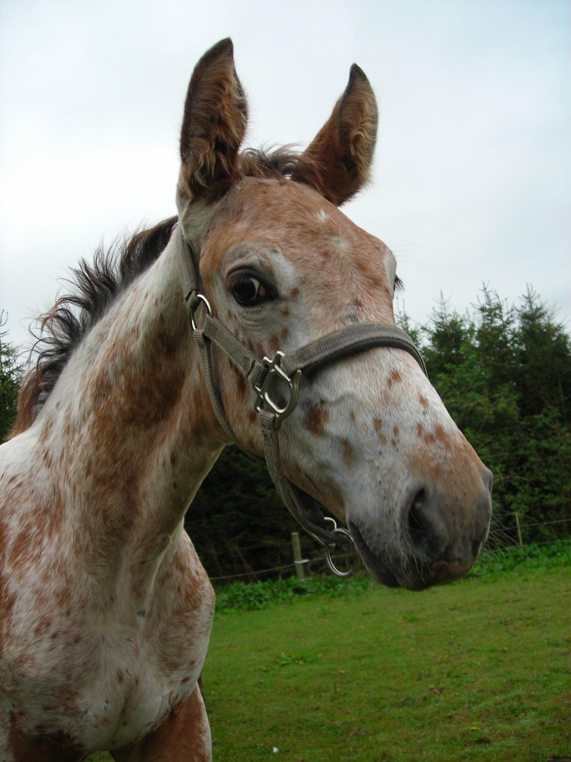 Knabstrupper Alfred af Nyskoven - Charmetrolden ;-) billede 16