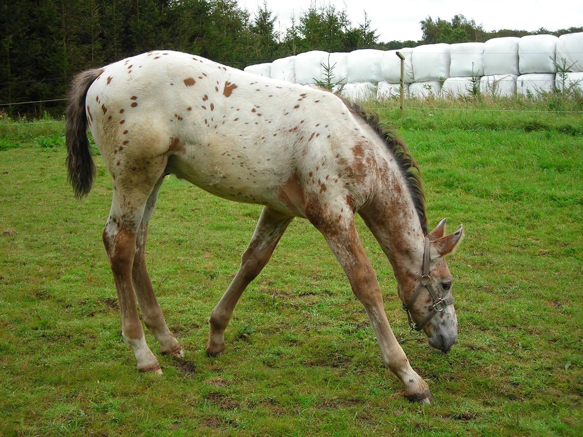 Knabstrupper Alfred af Nyskoven - Alfred ca. 1 md. gammel hjemme i Nyskoven billede 17