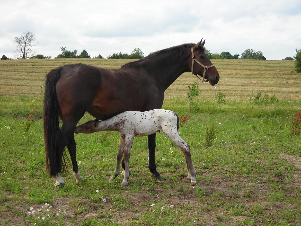 Knabstrupper Alfred af Nyskoven - Første dag på fold billede 18