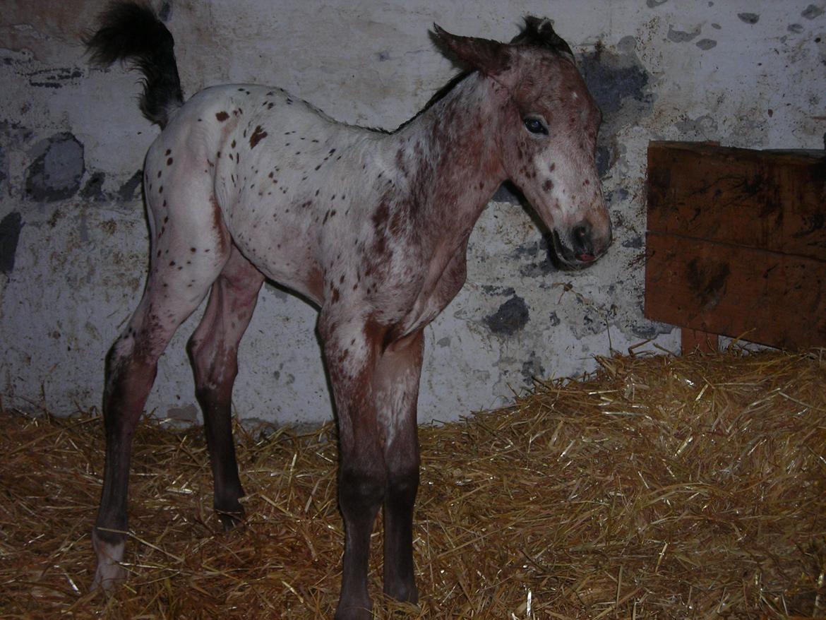 Knabstrupper Alfred af Nyskoven - Nyfødt billede 19