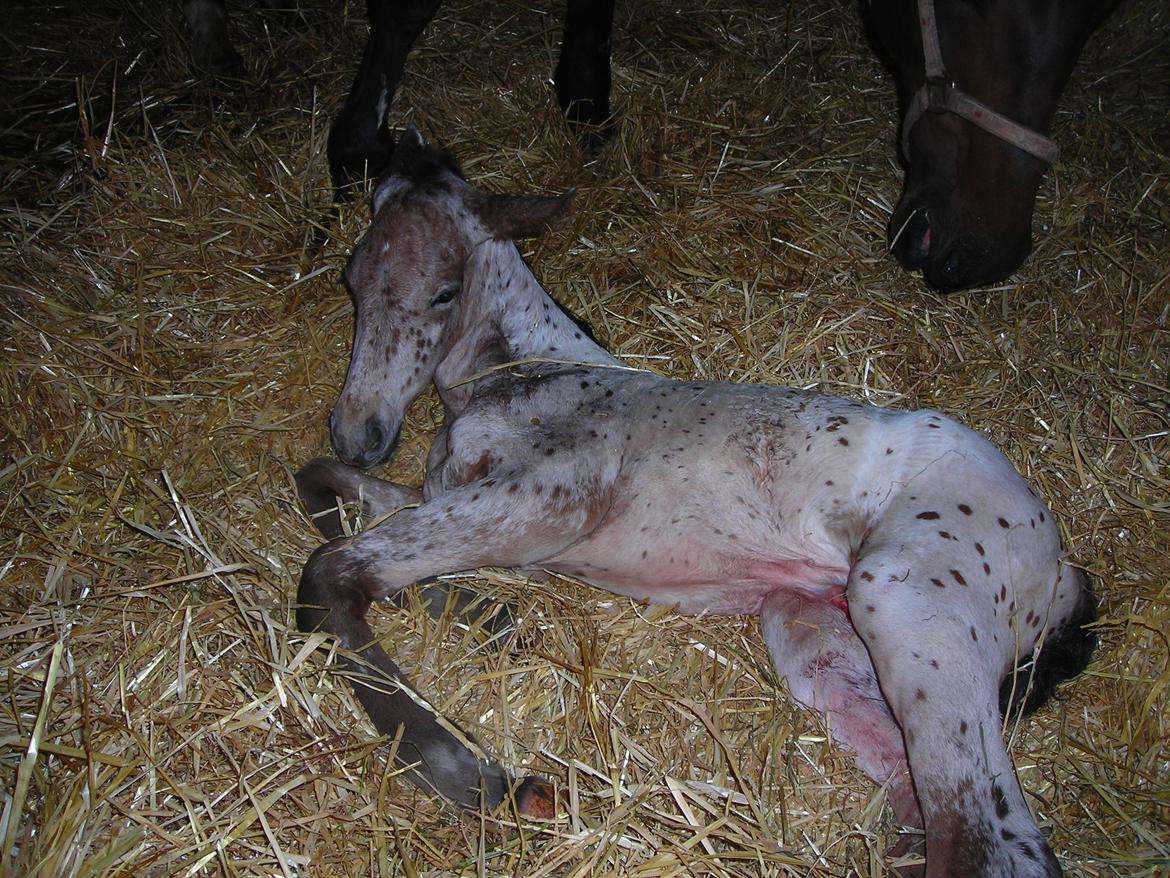 Knabstrupper Alfred af Nyskoven - Nyfødt billede 20