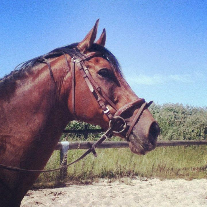 Anden særlig race Elipse - Foto af: Mig billede 16