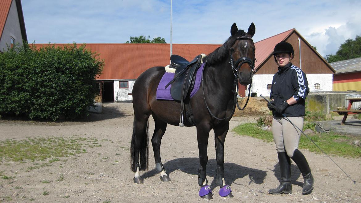 Pinto Storgaards Isabella billede 12