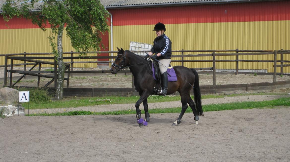 Pinto Storgaards Isabella billede 13