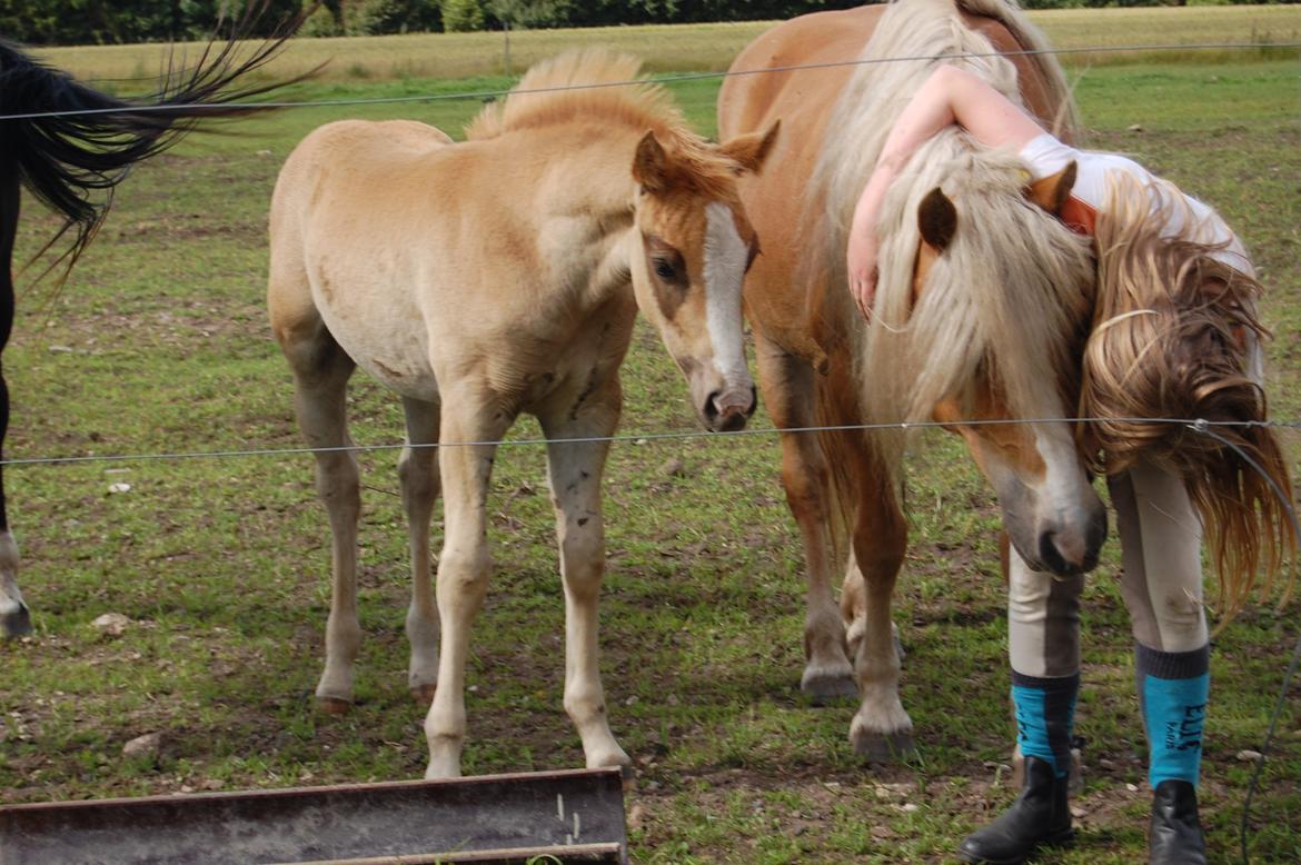 Haflinger Mille;-* billede 7