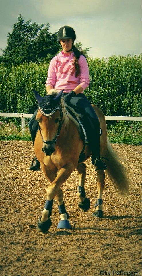 Tyroler Haflinger Bounty Brohus *Tosse* - fotograf: Julia Petterson billede 14