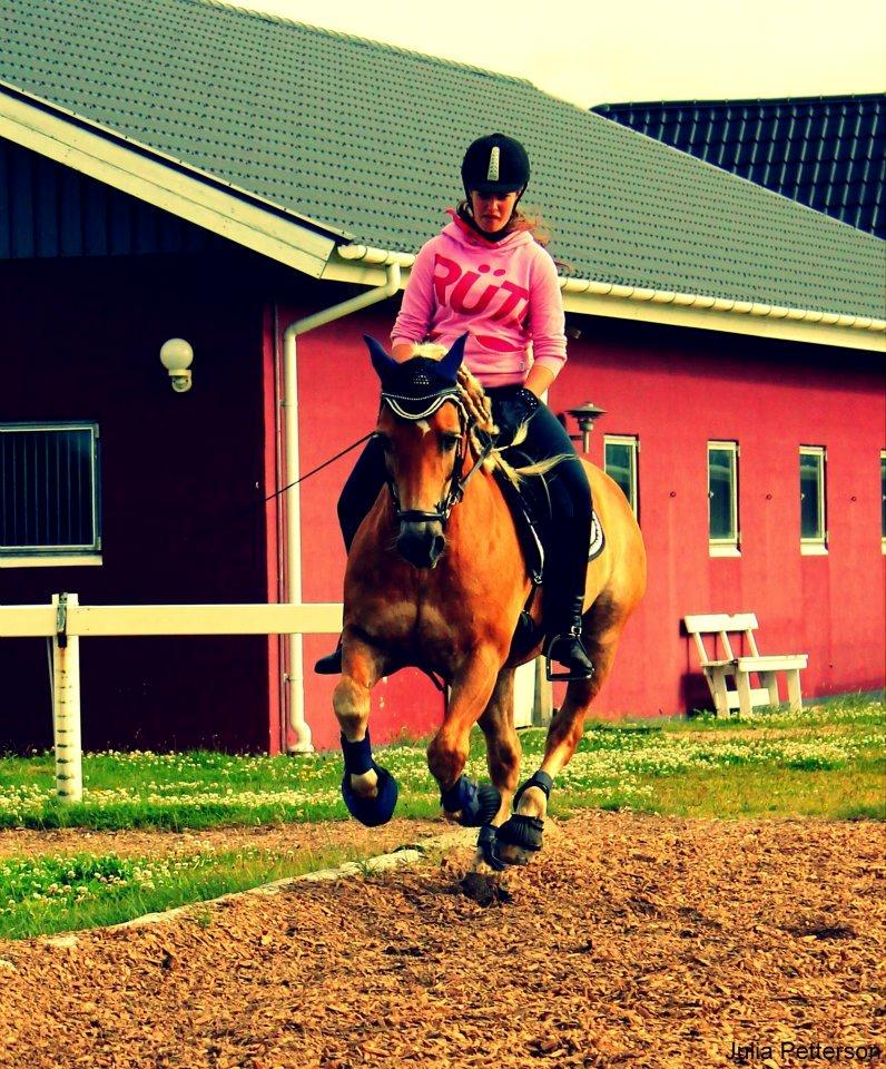 Tyroler Haflinger Bounty Brohus *Tosse* - fotograf: Julia Petterson billede 16