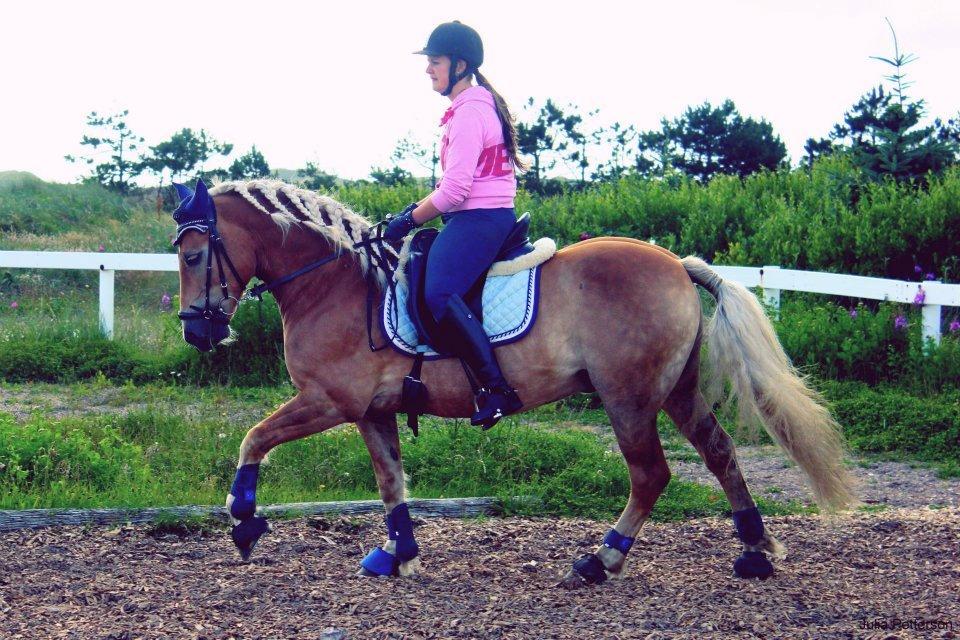 Tyroler Haflinger Bounty Brohus *Tosse* - fotograf: Julia Petterson billede 17