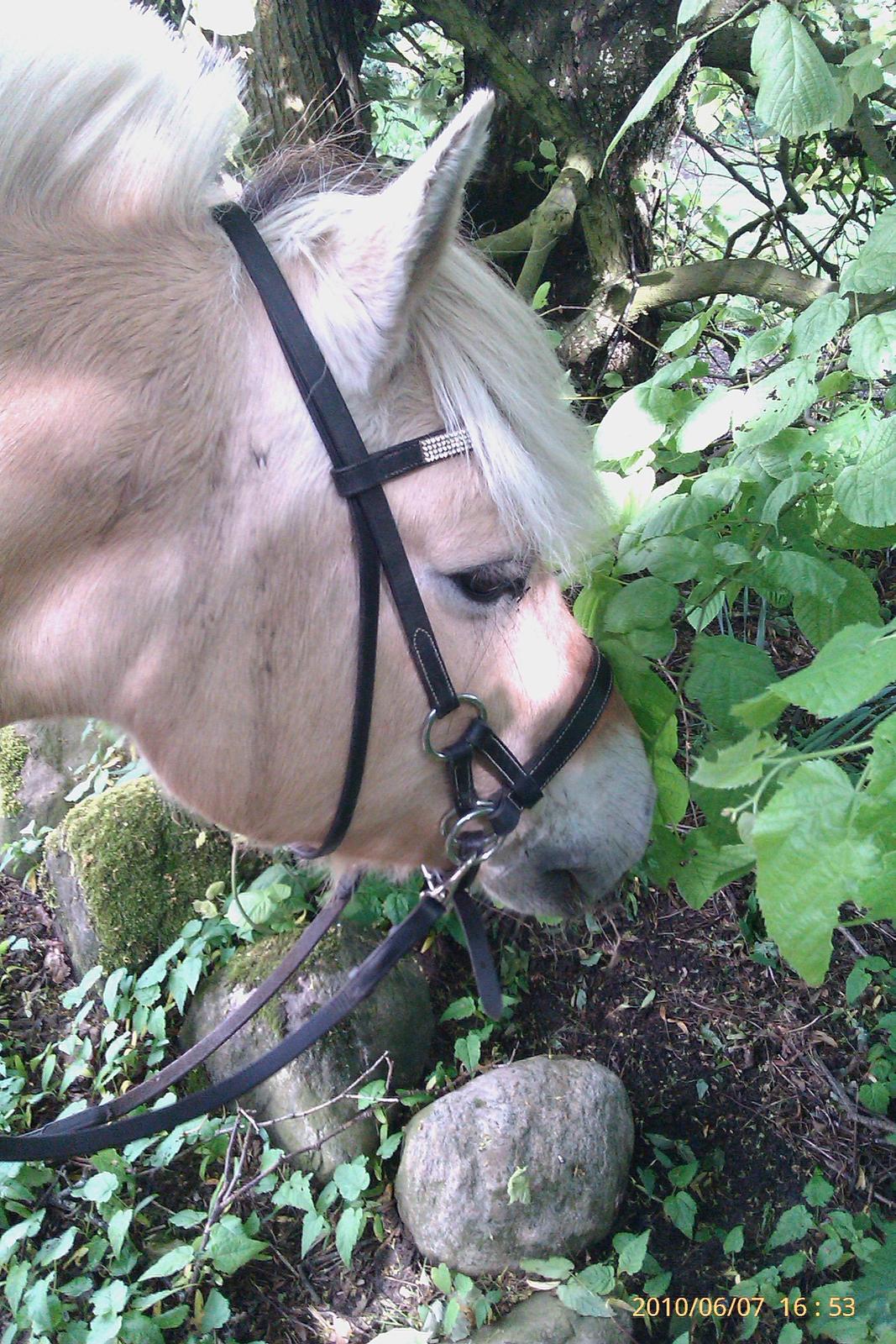 Fjordhest Romeo's Fakir  R.I.P :'( billede 1