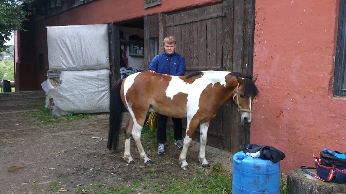 Anden særlig race Pegasus billede 3