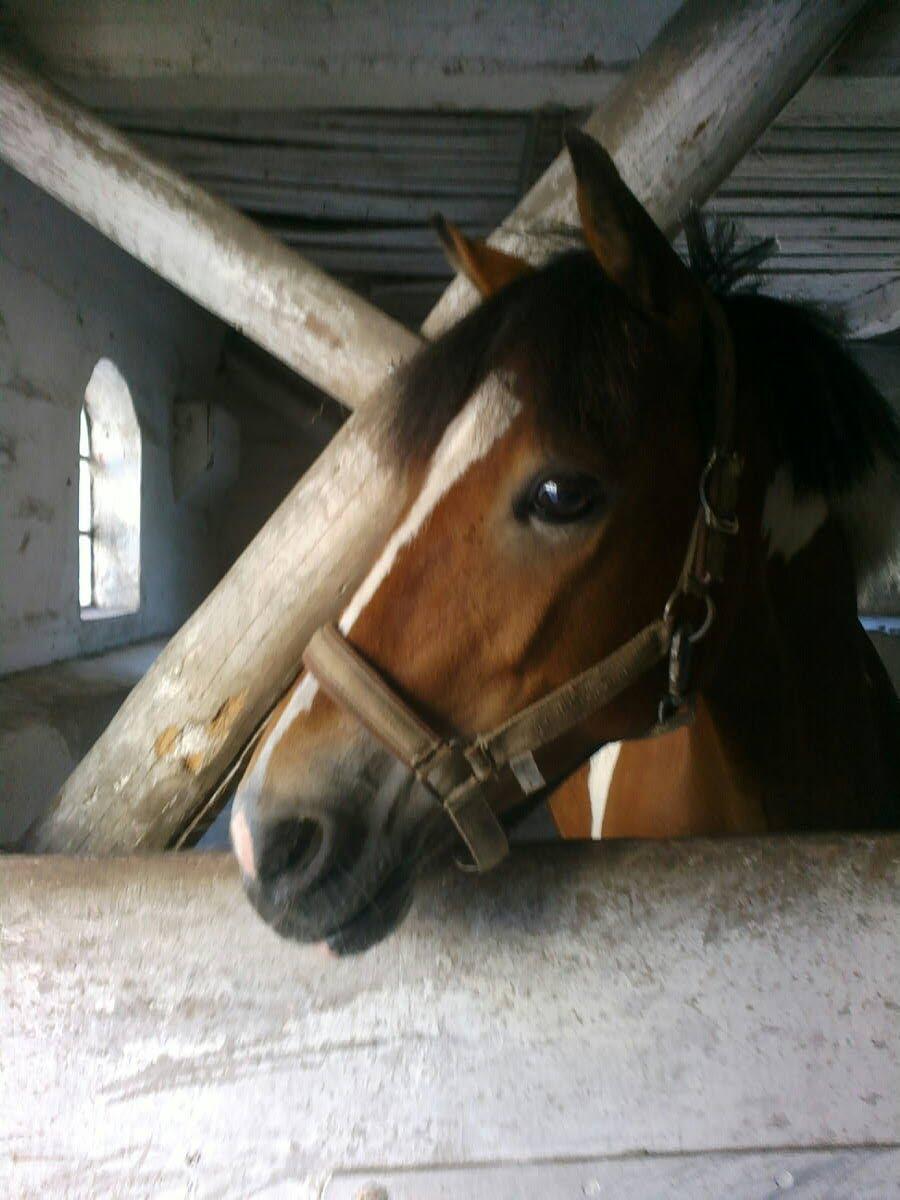 Anden særlig race Pegasus billede 4