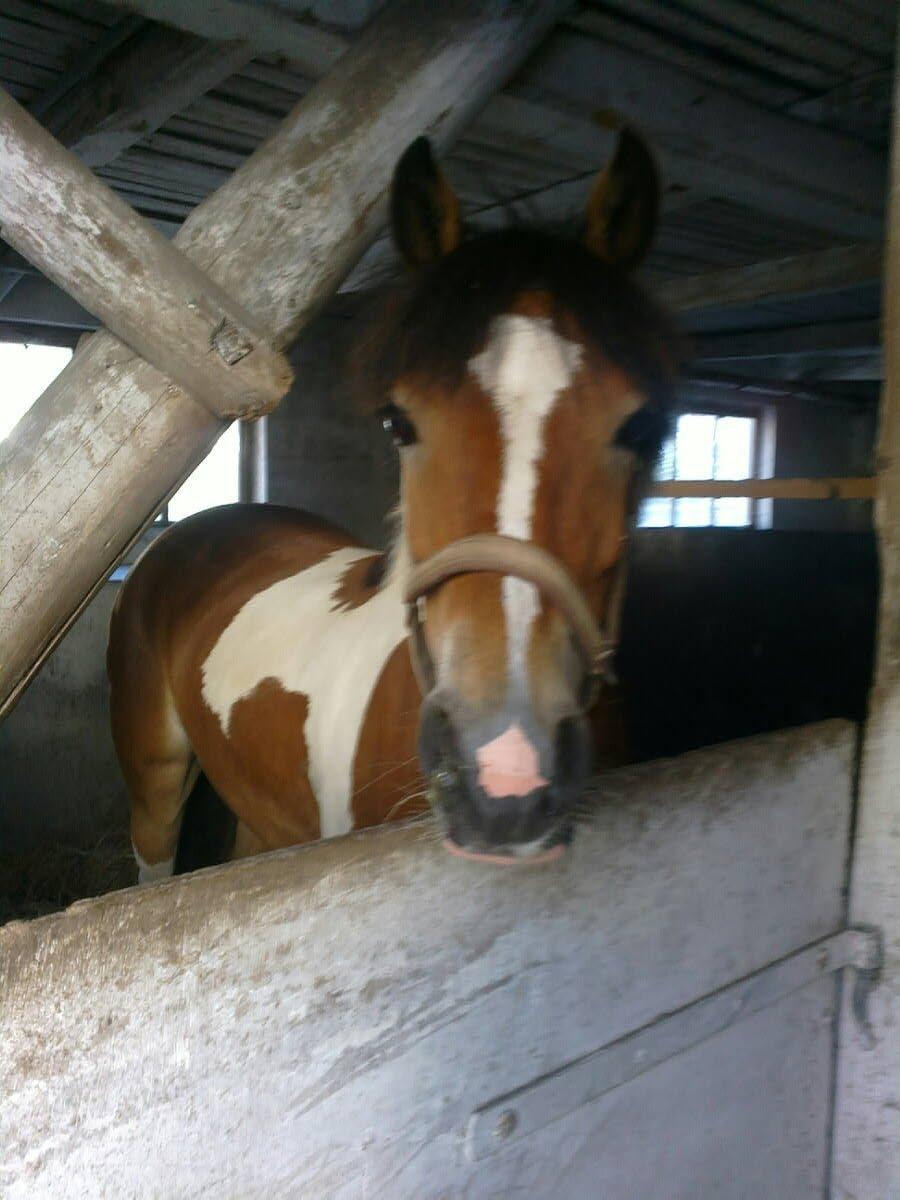 Anden særlig race Pegasus billede 5