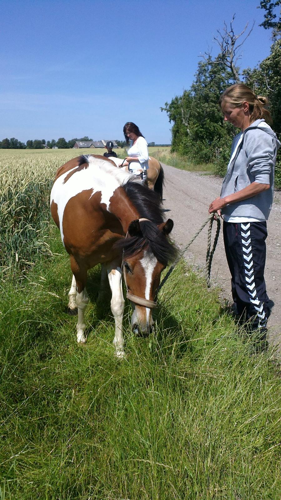 Anden særlig race Pegasus billede 6