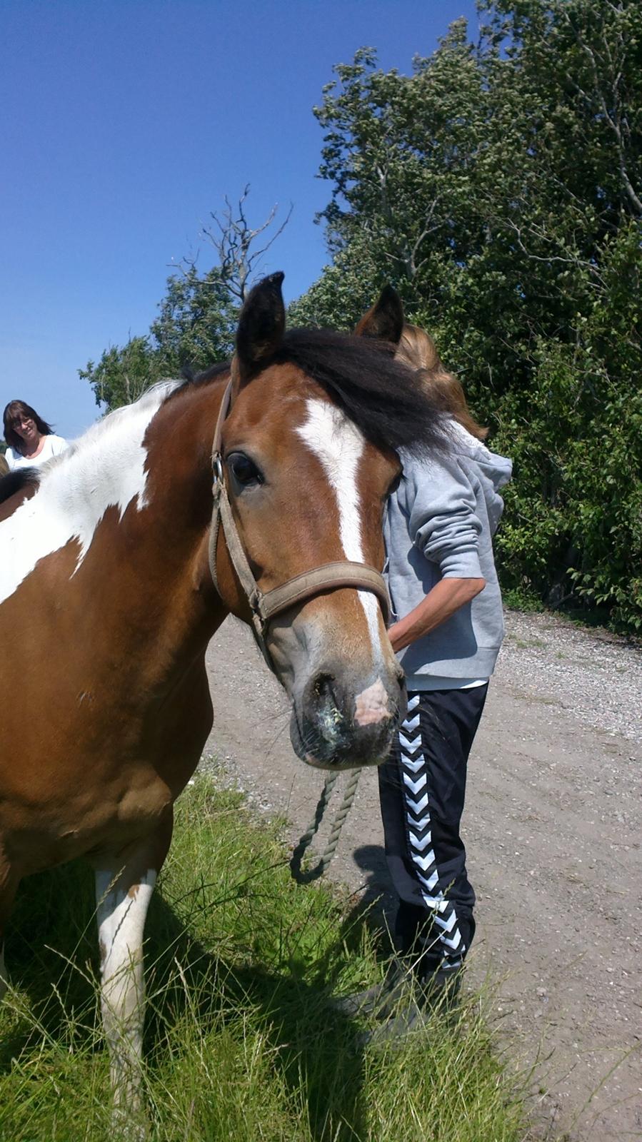 Anden særlig race Pegasus billede 2