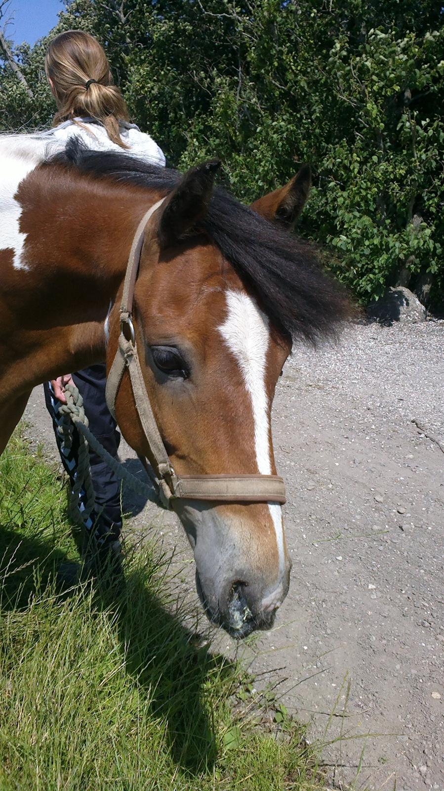 Anden særlig race Pegasus billede 7