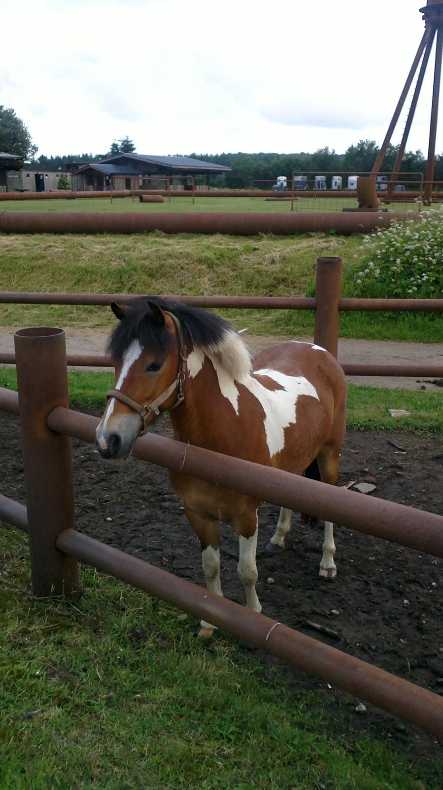 Anden særlig race Pegasus billede 8