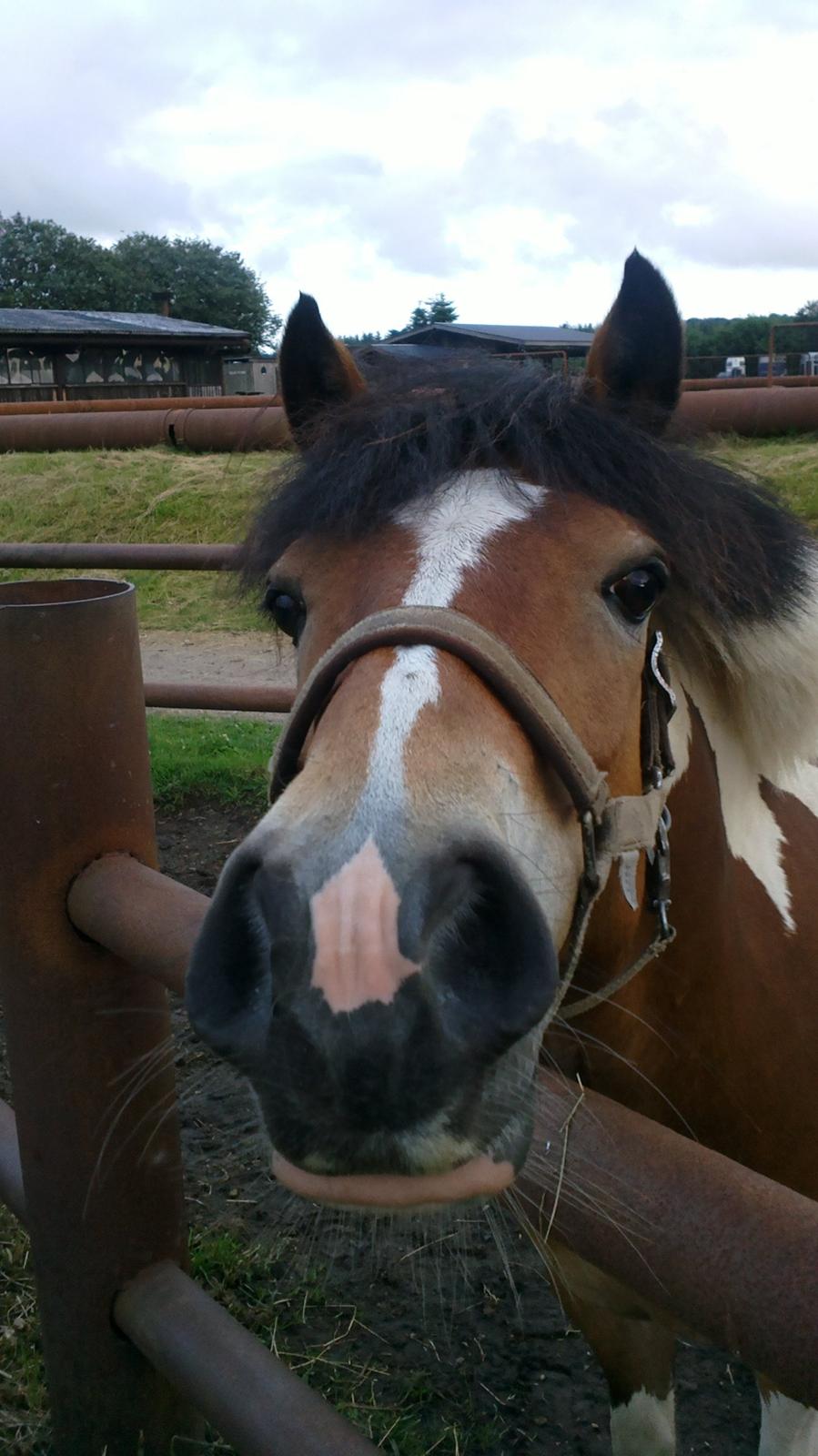 Anden særlig race Pegasus billede 9