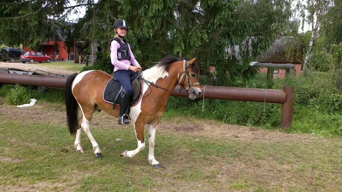 Anden særlig race Pegasus billede 10