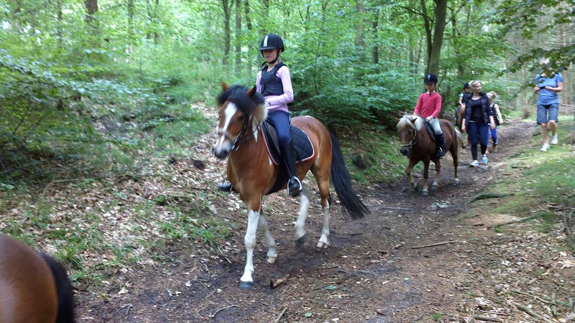 Anden særlig race Pegasus billede 11