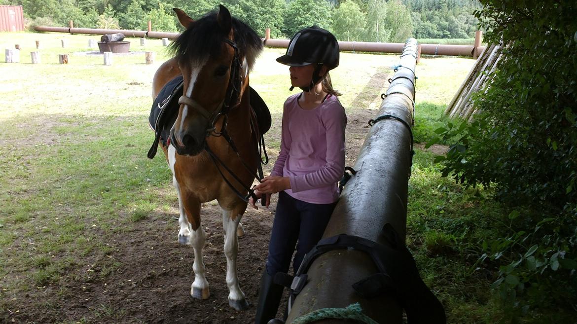 Anden særlig race Pegasus billede 12