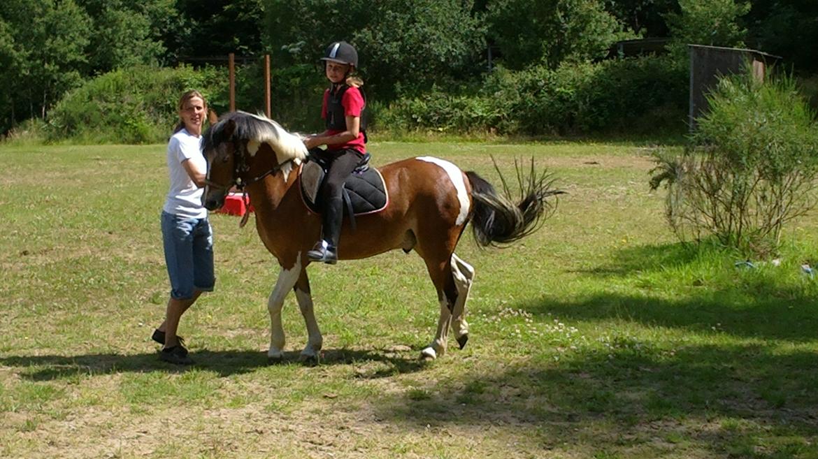 Anden særlig race Pegasus billede 13