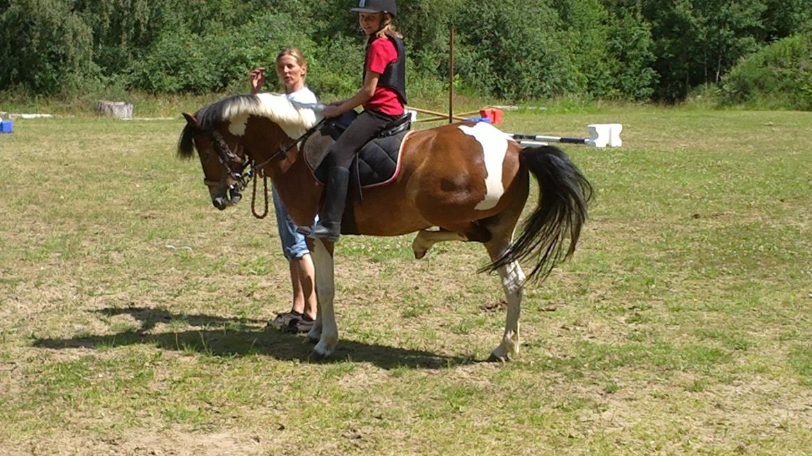 Anden særlig race Pegasus billede 14