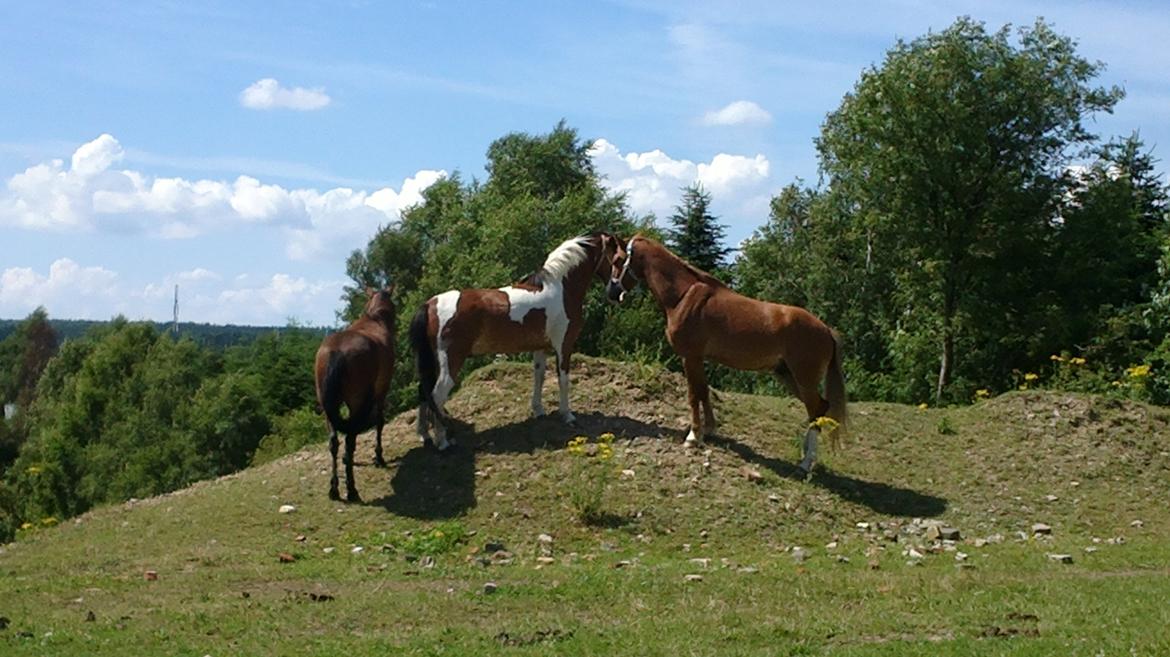 Anden særlig race Pegasus billede 15