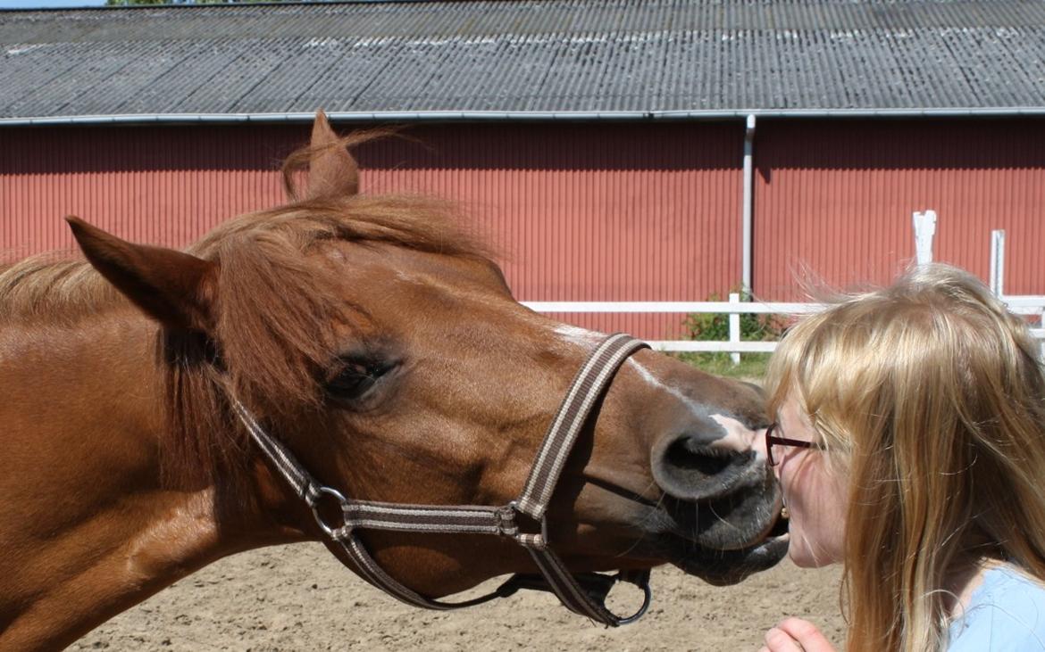 Anden særlig race Lise (DK) | Tidl. lånehest | R.I.P. billede 2