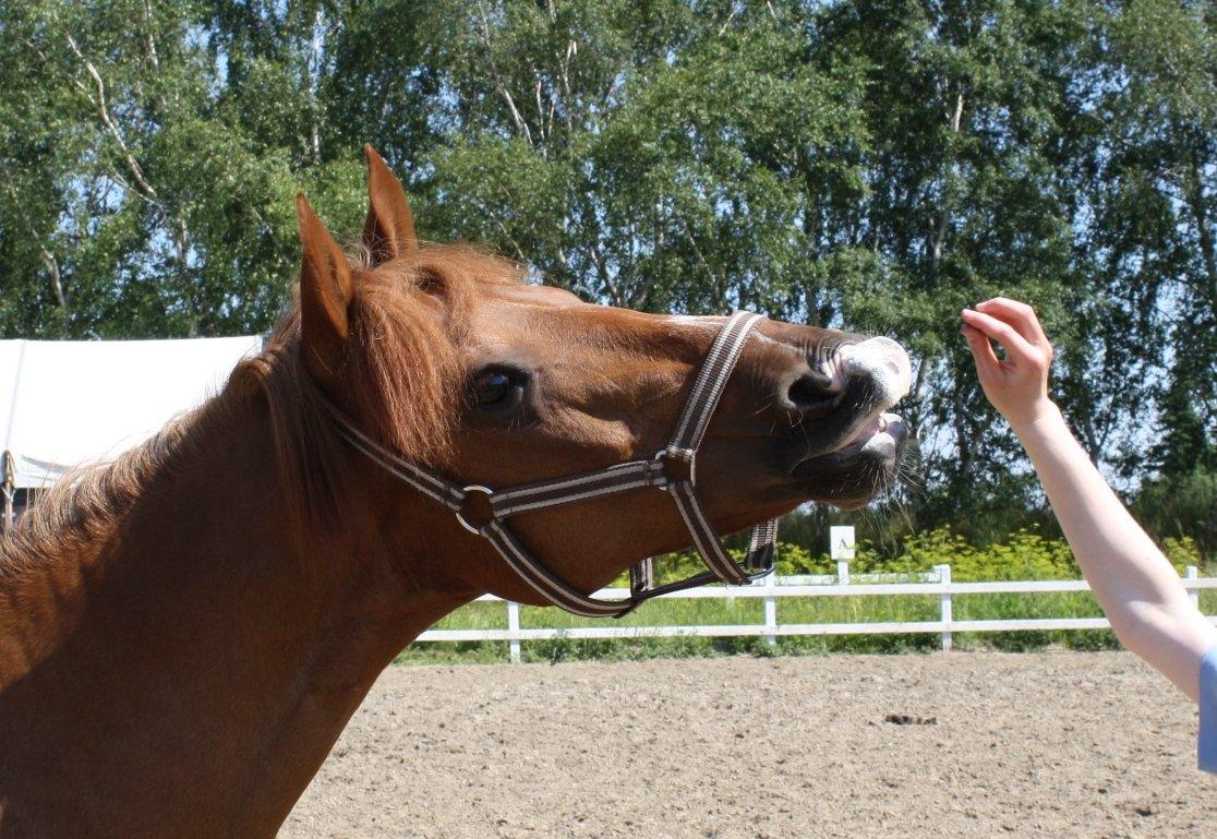 Anden særlig race Lise (DK) | Tidl. lånehest | R.I.P. billede 18