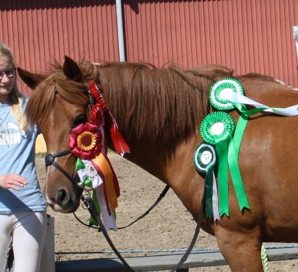 Anden særlig race Lise (DK) | Tidl. lånehest | R.I.P. billede 8