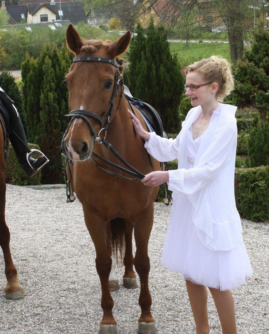 Anden særlig race Lise (DK) | Tidl. lånehest | R.I.P. billede 6