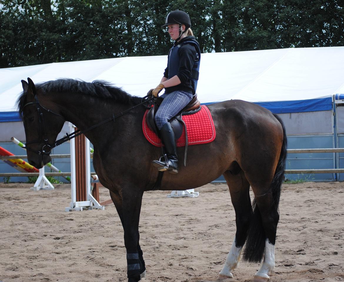 Mecklenburger Dunlop - Stor hest, lille pige. billede 3