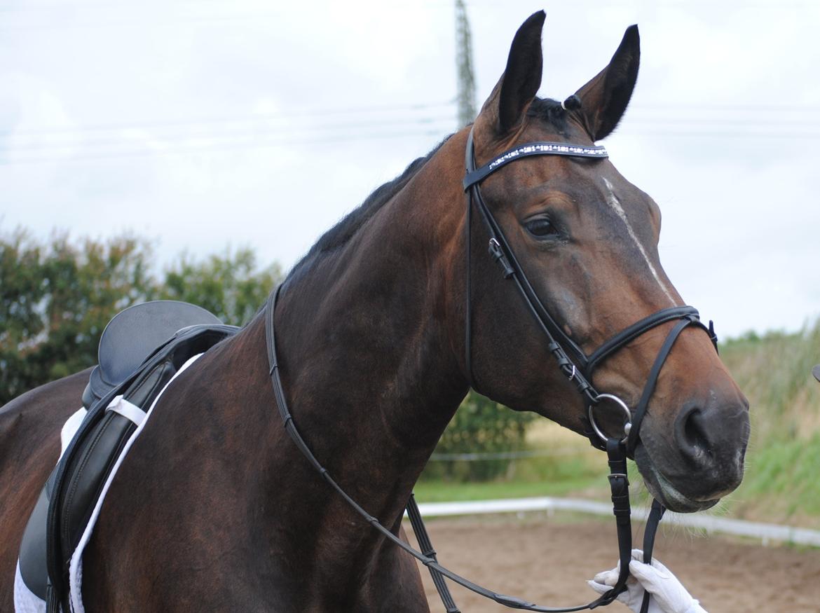 Mecklenburger Dunlop - Dunlop efter dressur stævne. billede 7