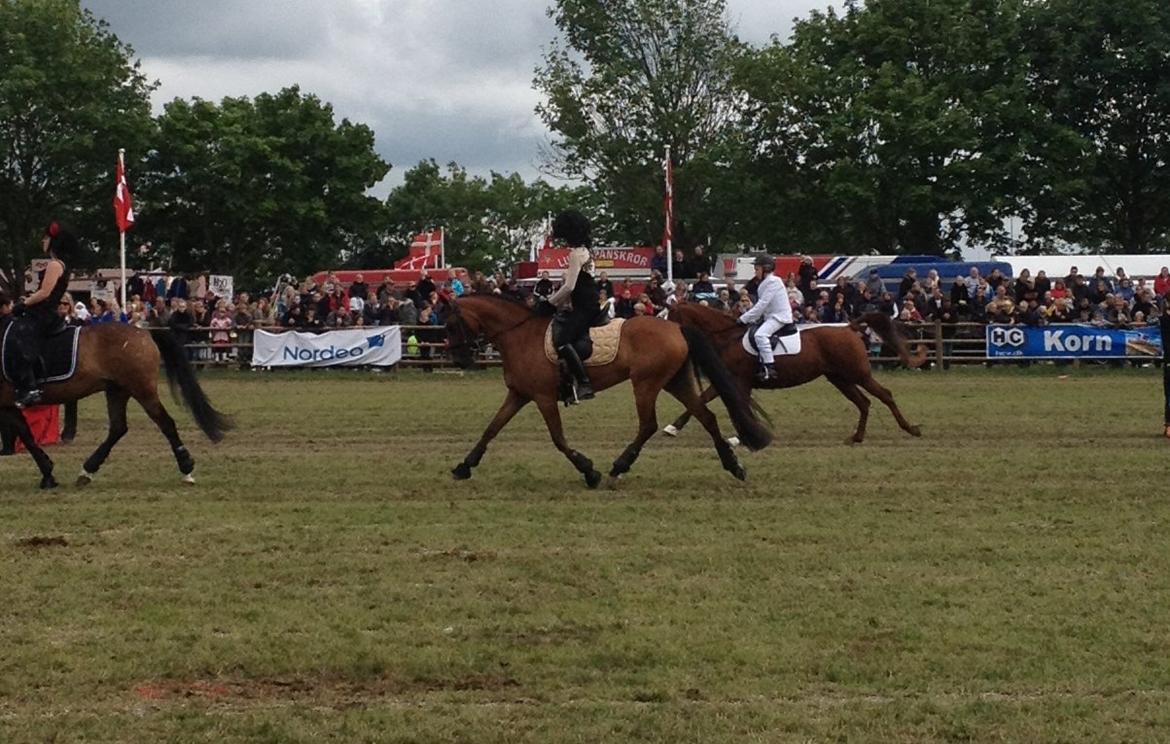 DSP Nymfe Stengaard (B-pony) - Roskilde dyrskue - James Bond show billede 15
