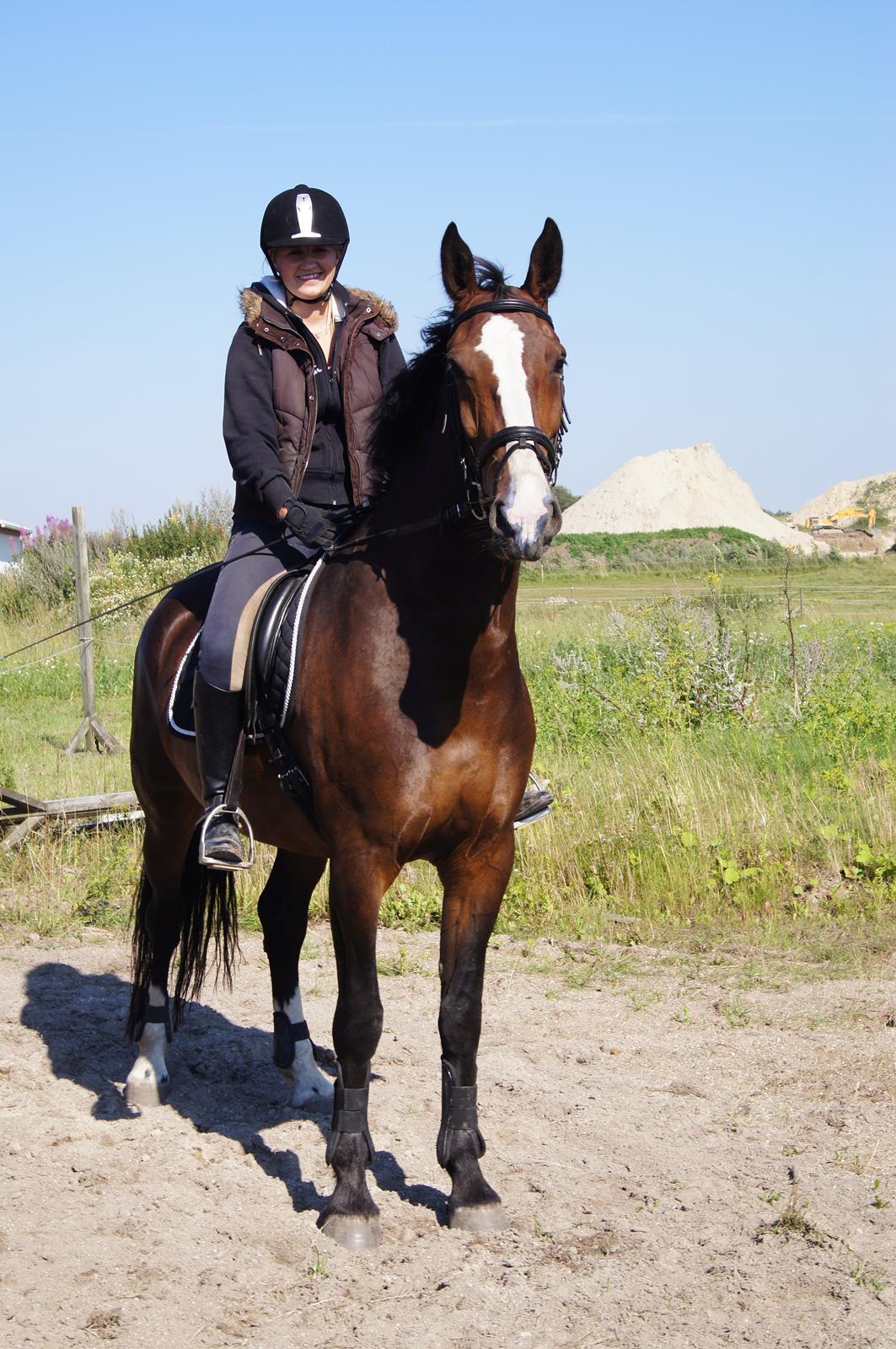 Hollandsk Varmblod Janneke (parthest) billede 2