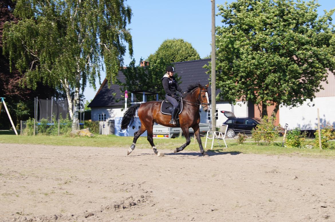 Hollandsk Varmblod Janneke (parthest) billede 5