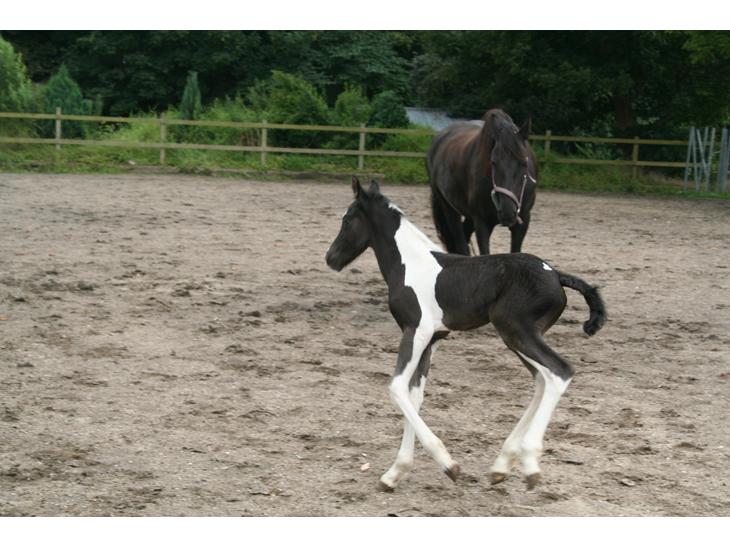 {{currentPhoto.altText}} billede {{currentPhoto.number}}