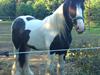 Tinker Sir Bjørn HINGST