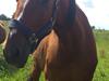 Anden særlig race Dayton - R.I.P. <3 [Himmelhest]