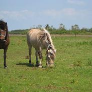 Fjordhest Tøzen [Himmelhest]