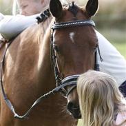 Anden særlig race Gundsøs Trine (himmel hest)