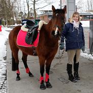 Anden særlig race Gundsøs Trine (himmel hest)