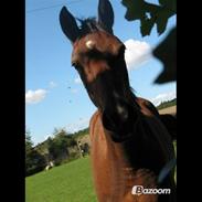 Anden særlig race Gundsøs Trine (himmel hest)