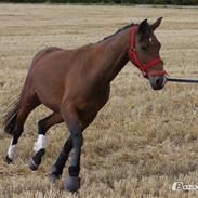 Anden særlig race Gundsøs Trine (himmel hest)