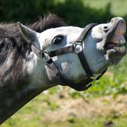 Welsh Pony (sec B) Kirkelodgaard's Montana