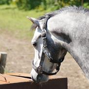 Welsh Pony (sec B) Kirkelodgaard's Montana