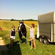 Hannoveraner Katrinelunds Fleur de Luxe