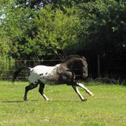 Knabstrupper svadilfare