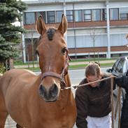 Anden særlig race Dosty